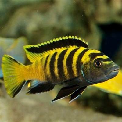 Cichlide